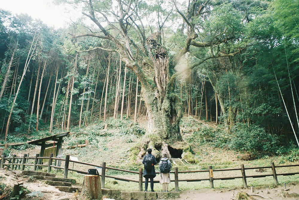 Huge camphor tree “Ohkusu” at Takeo Shrine